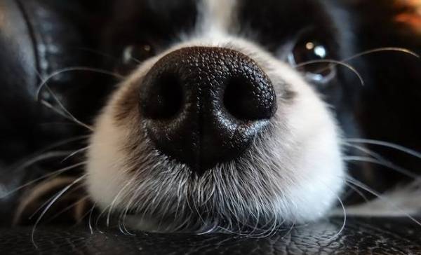 Alle honden kunnen even goed ruiken